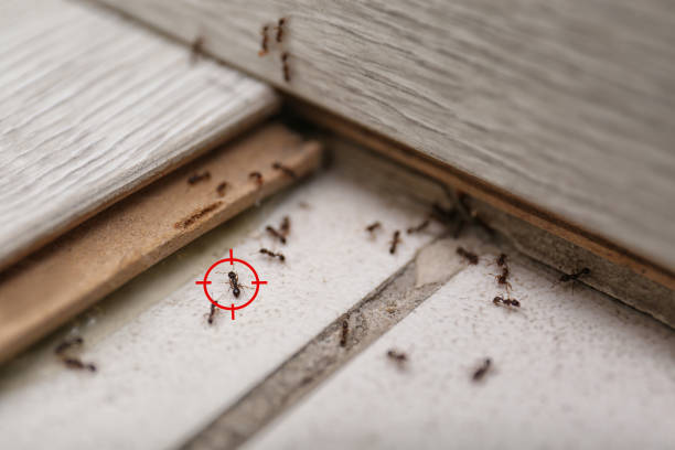 Insect Control in Mineral Springs, AR