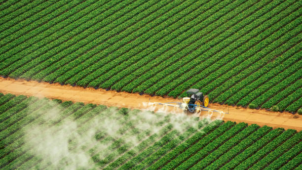 Best Wasp Removal Services  in Mineral Springs, AR